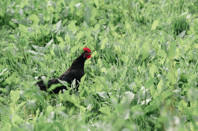 Close-up of rooster on field