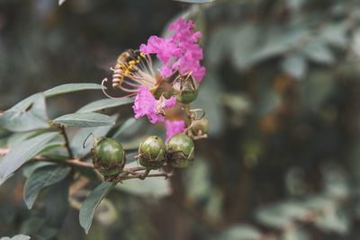 Close-up of bee on purple flowering plant