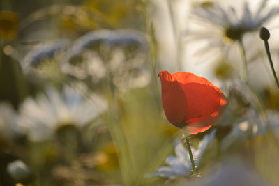 Close-up of red flower blooming outdoors