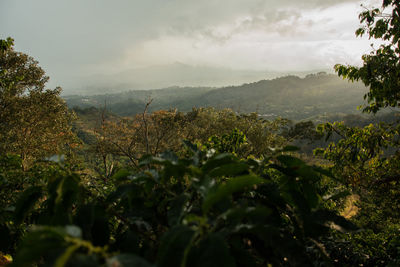 Plants growing on landscape against sky