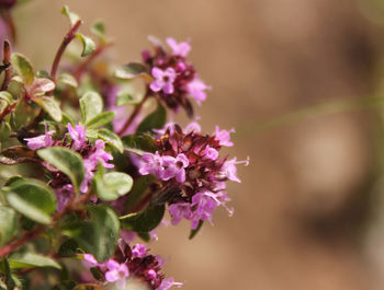 Close-up of pink flowers