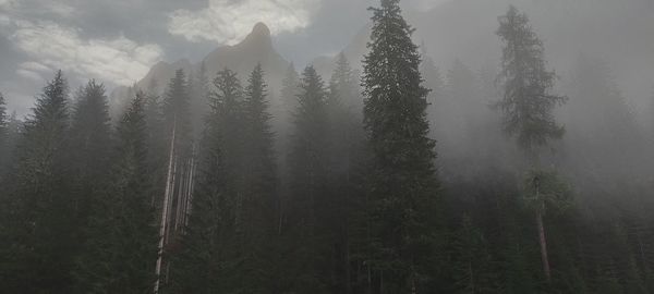 Scenic view of forest against sky during foggy weather