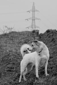 Dog standing on field