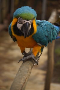 Close-up of parrot perching on branch