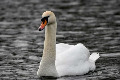 Close-up of swan swimming in lake