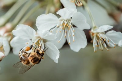 Close-up of bee pollinating on flower