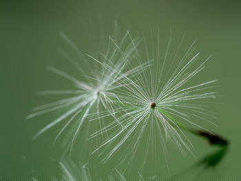 Close-up of dandelion on green leaf