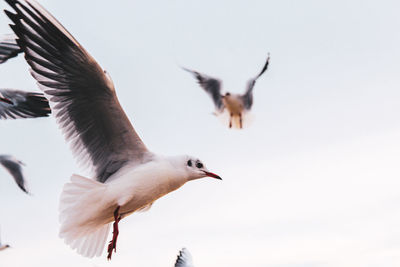 Low angle view of seagulls flying in sky