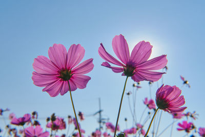 Purple flowers under blue sky of sunny day