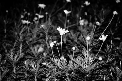 Close-up of flowering plants growing on field