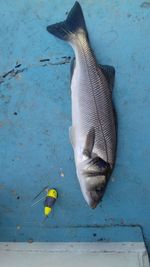 High angle view of fish swimming in sea