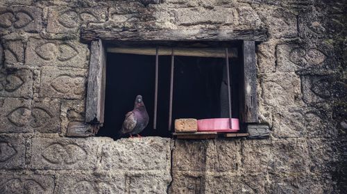 Bird perching on a wall