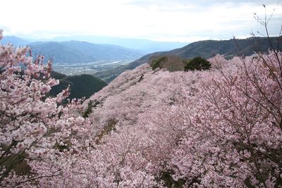 Pink flowers on landscape against sky