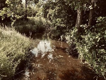 Reflection of trees in lake