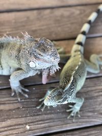 Close-up of a lizard