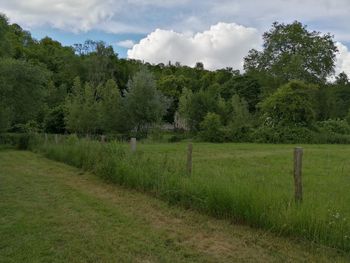 Trees on field against sky