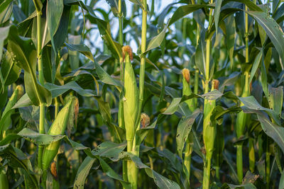 Close-up of crops growing on field