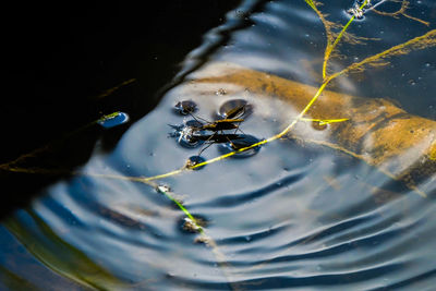 High angle view of spider in water