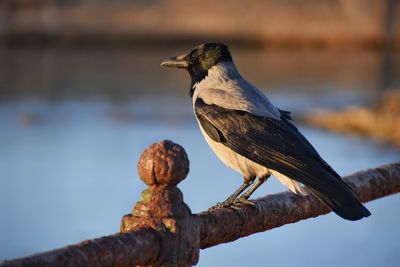 Close-up of bird perching on a tree