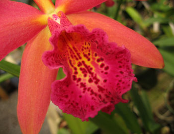 Close-up of red flower