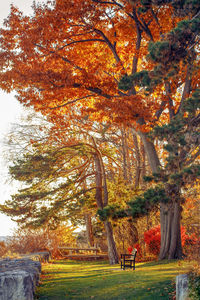 Trees in park during autumn