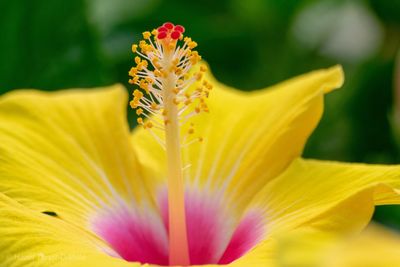 Close-up of yellow flowering plant