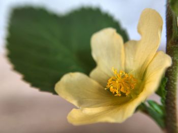 Close-up of yellow flower