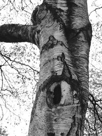 Low angle view of tree trunk in forest