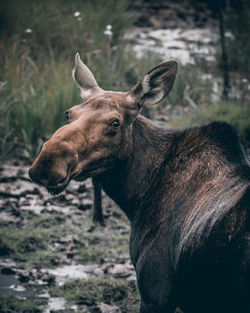 Close-up of a horse on field