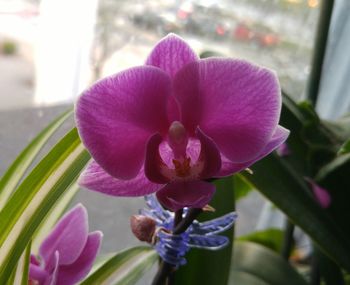 Close-up of purple flowers blooming outdoors