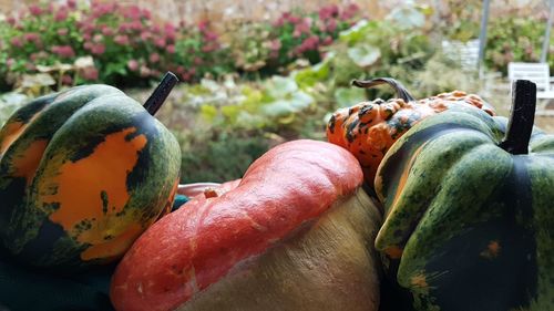 Close-up of pumpkin