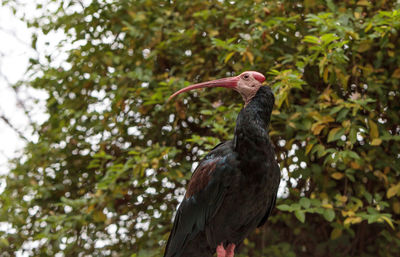 Close-up of bird on tree