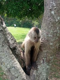 Monkeys sitting on rock