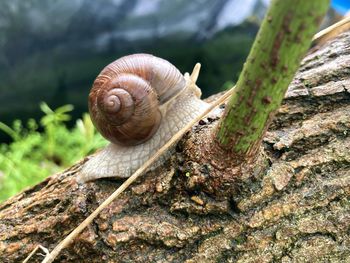 Close-up of snail on tree trunk