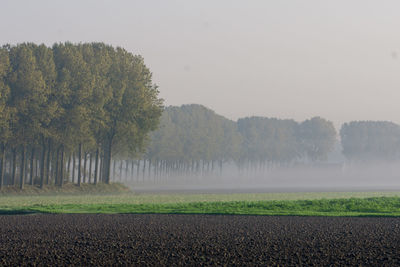 Trees on field against sky during foggy weather