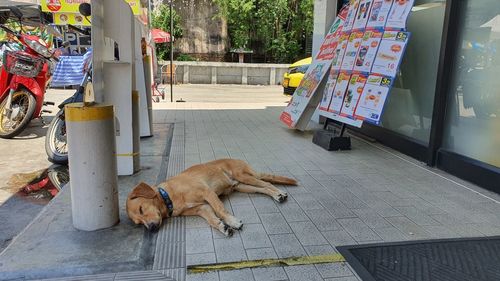 Dog sleeping on footpath