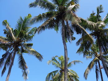 Low angle view of palm trees against clear blue sky