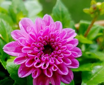 Close-up of pink flower blooming outdoors