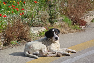 Dog relaxing by plants on road