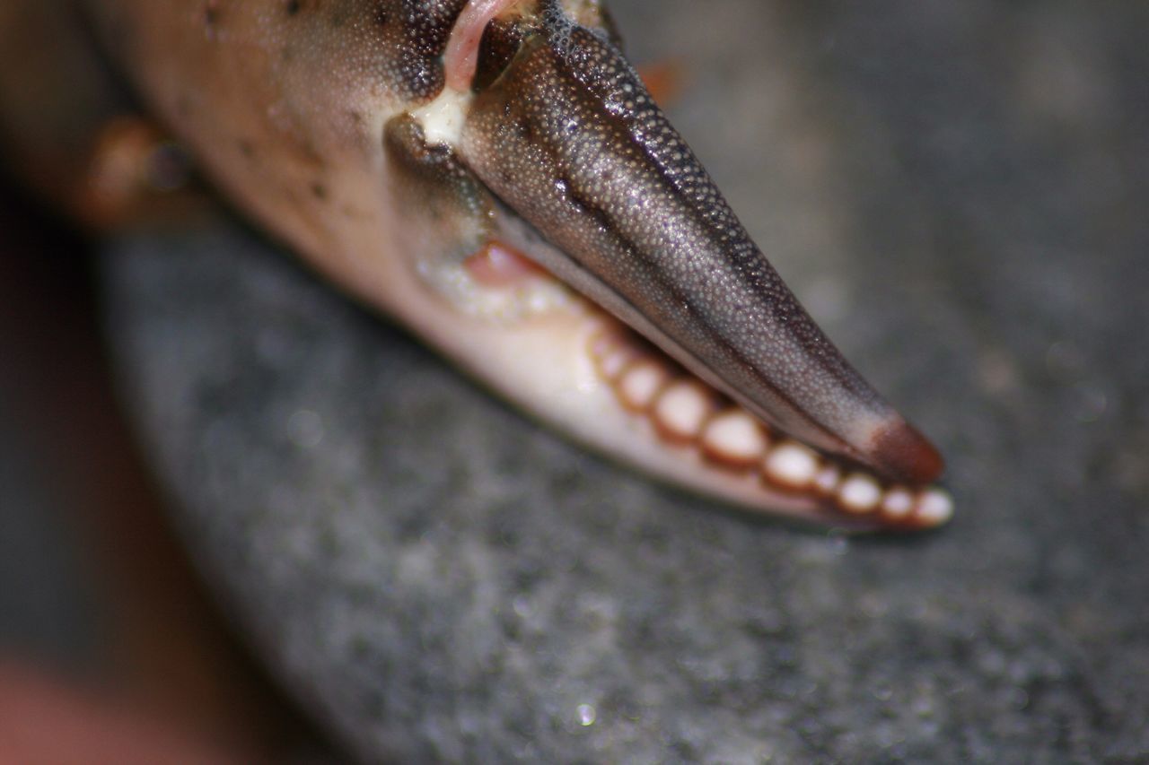 CLOSE-UP LOW SECTION OF LIZARD ON LEAF