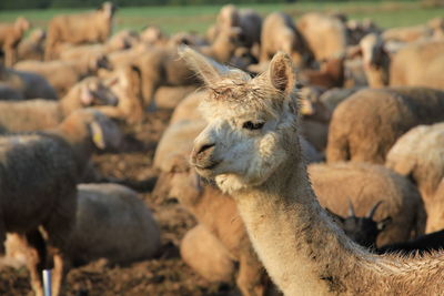 Close-up of sheep on field