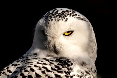 Close-up portrait of a bird over black background