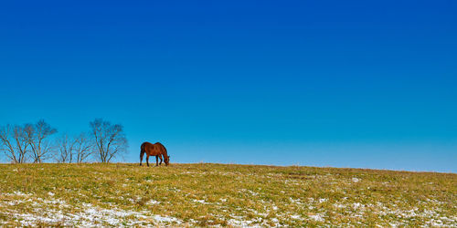 Horse grazing on field against clear blue sky