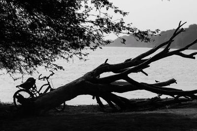 Tree on beach against clear sky