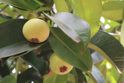 Close-up of lemon growing on plant