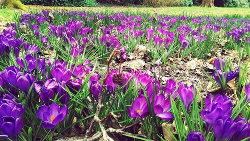 Purple flowers growing in field