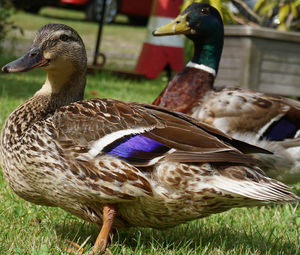 Close-up of mallard duck