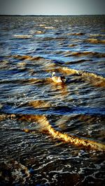 Bird swimming in sea