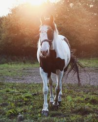 Horse on field