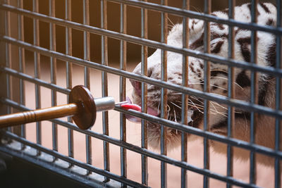 Close-up of monkey in cage